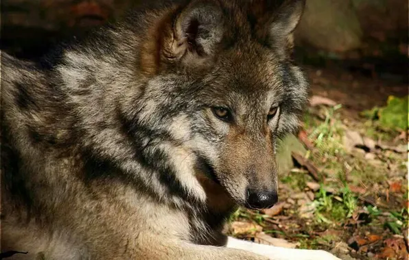 Nature, snow, predator, face, animal, wolf, wildlife, portrait