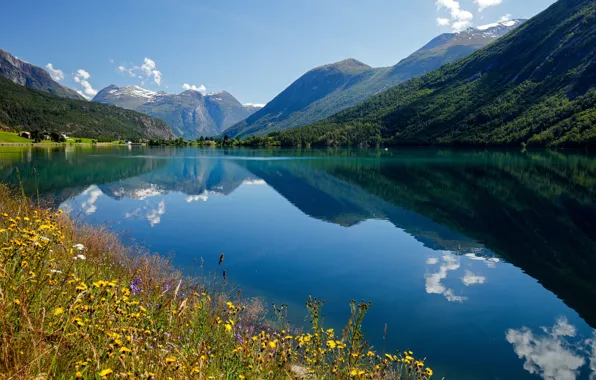 Flowers, mountains, reflection, Norway, Bay, Norway, the fjord, Stryn