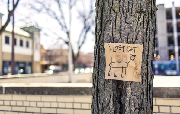 Picture cat, tree, street, lost, humor, cat, ad, gone