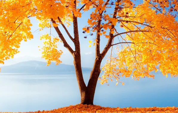 Picture autumn, leaves, lake, tree, mountain