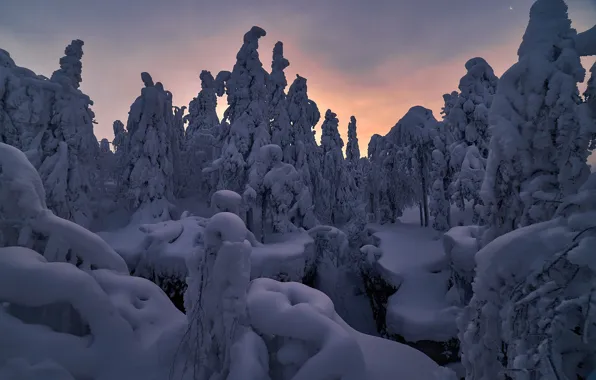 Picture winter, snow, trees, nature, dawn, morning, ate, Sergey Mezhin