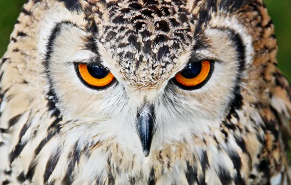 Picture look, owl, bird, portrait, predator