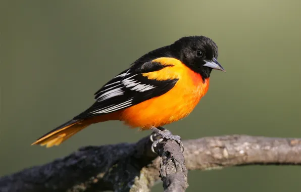 Bird, branch, Sparrow