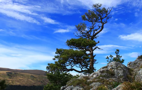 The sky, mountains, blue, top, pine, plateau, Adygea