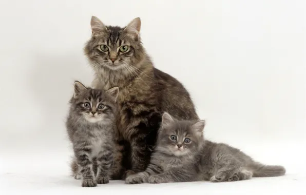 Kittens, grey, trio, mom