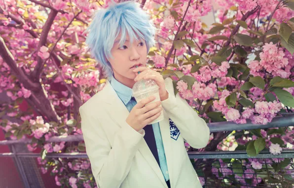 Sakura, male, Cosplay, Law, No Basuan of the kur, TrustOurWorldNow, Kuroko Tetsuya