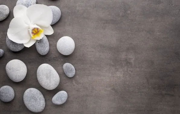 Stones, white, flower, Orchid, orchid