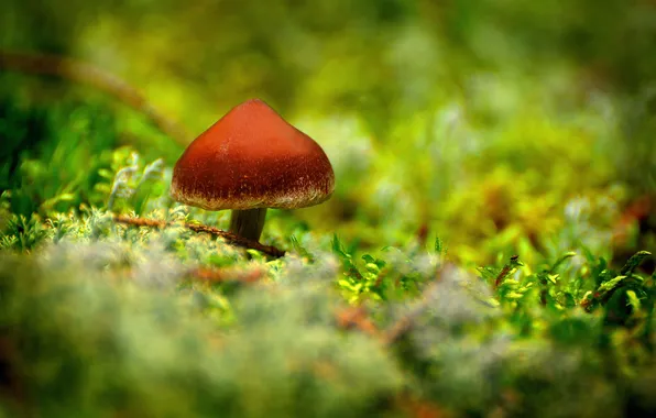 Picture forest, grass, macro, mushroom, moss