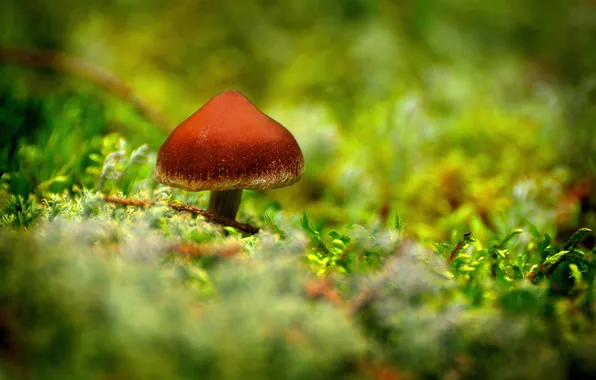 Forest, grass, macro, mushroom, moss