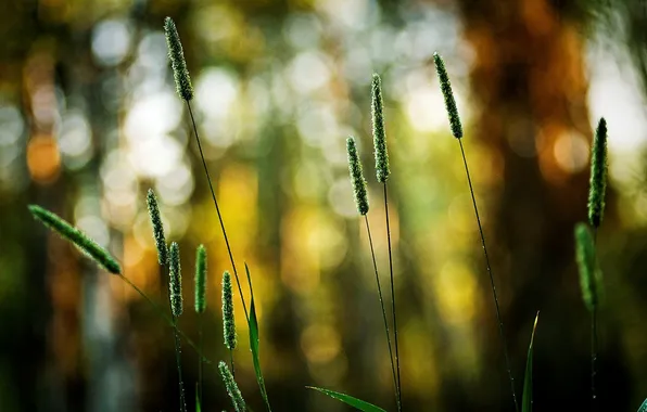 Picture greens, color, nature, background, Wallpaper, plants, blur, wallpapers