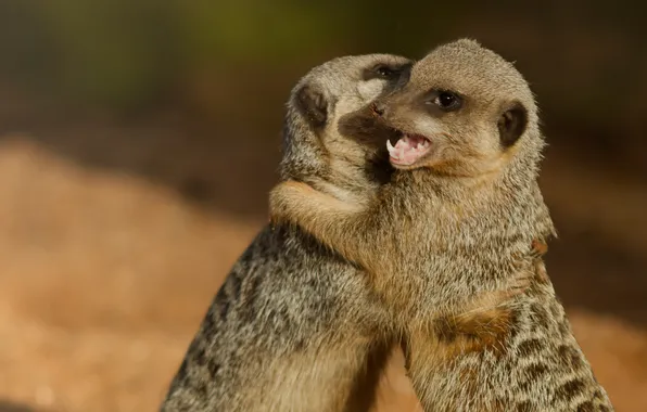 Picture meeting, meerkats, pair, hug