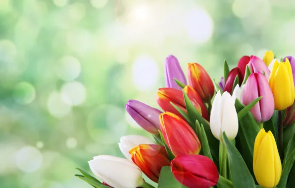 Picture flowers, bouquet, spring, tulips, bokeh