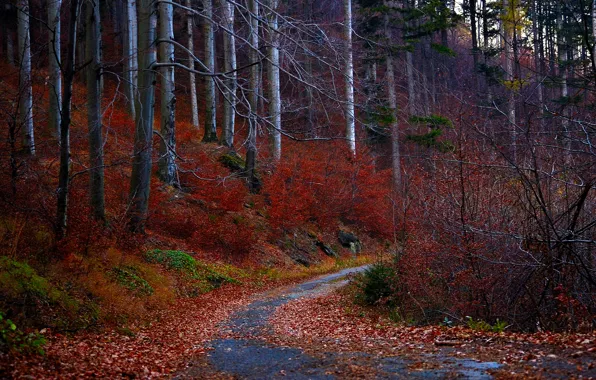 Picture road, autumn, forest, leaves, trees, red
