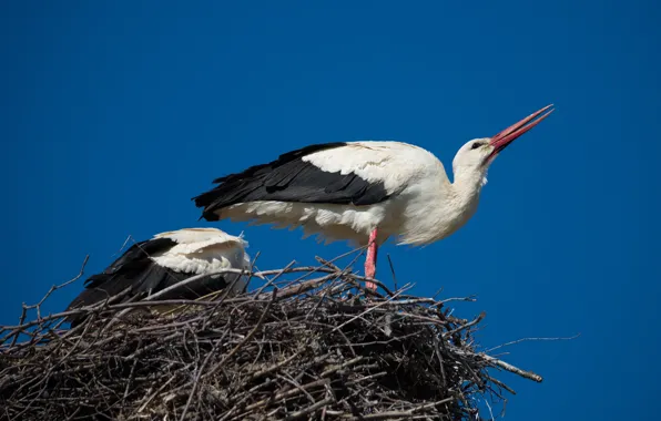 The sky, birds, spring, socket, storks