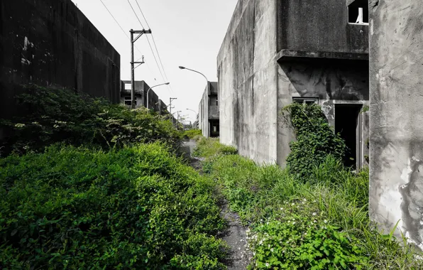 Picture greens, grass, the city, street, home, abandoned