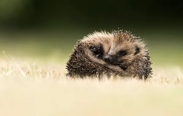 Grass, look, nature, pose, legs, lies, hedgehog, face