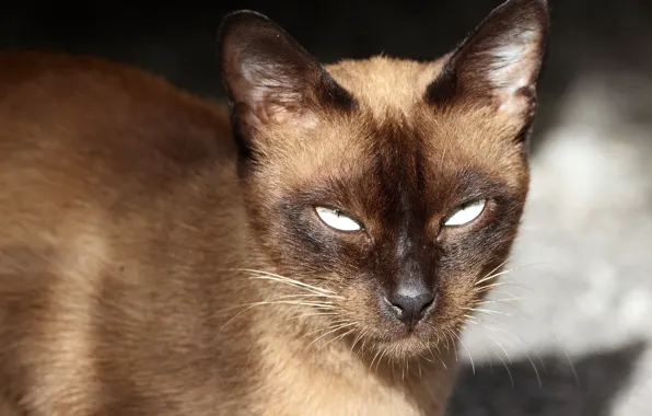 Cat, look, portrait, Siamese