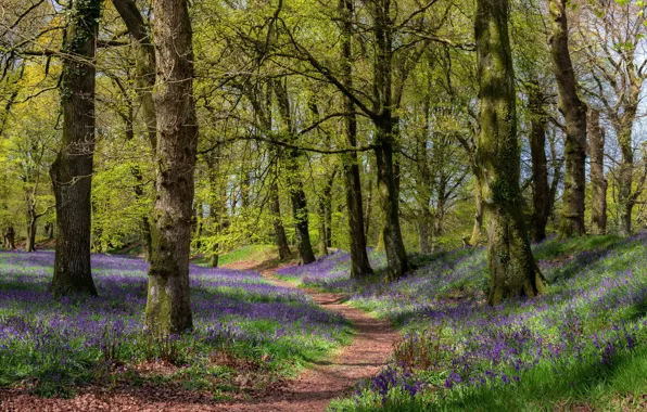 Picture forest, nature, spring