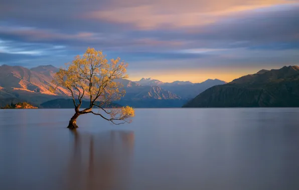 Light, mountains, lake, tree, New Zealand