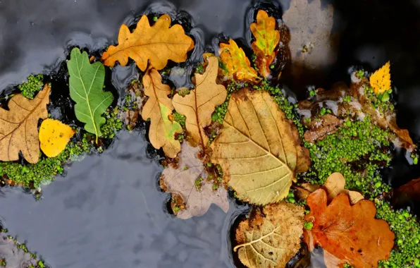 Autumn, leaves, water, macro