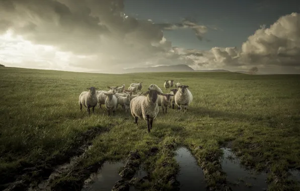 Picture the sky, grass, clouds, light, sheep, puddles