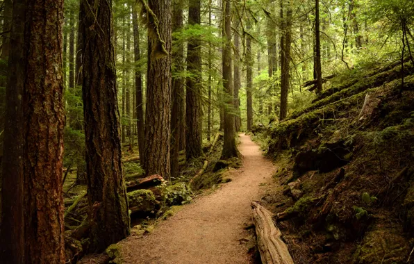 Picture forest, trees, nature, path