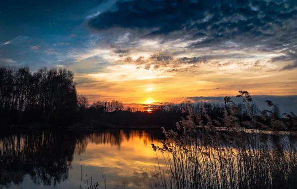 Trees, sunset, nature, river, plants, the evening, Bank