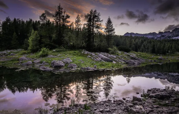 Picture forest, river, the evening