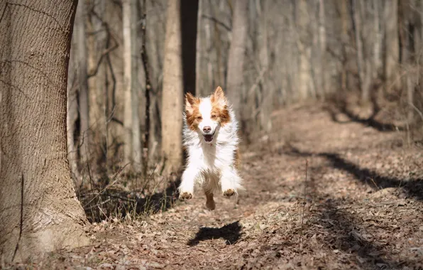 Nature, dog, running