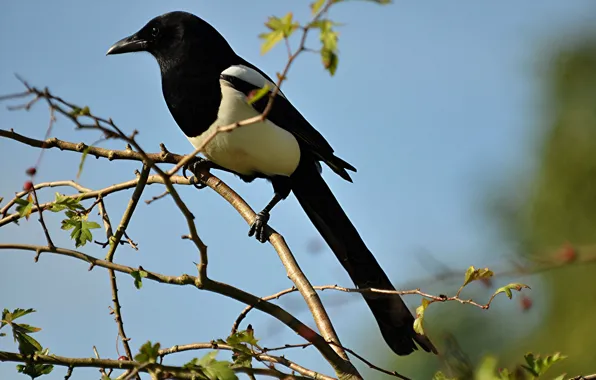 Picture branches, bird, beak, tail, forty