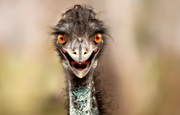 Picture look, beak, ostrich
