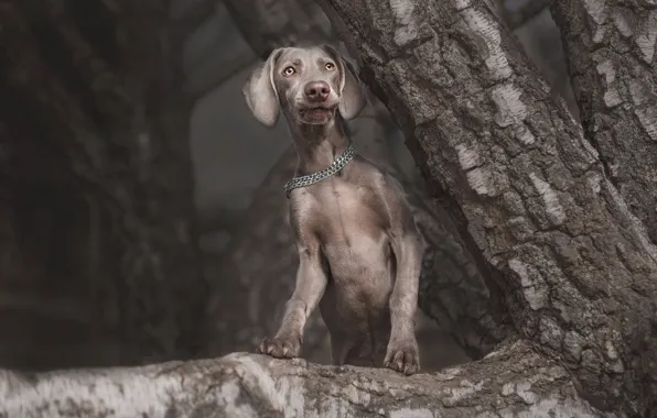 Picture look, face, nature, pose, the dark background, grey, tree, dog