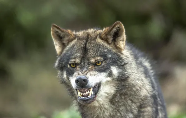 Wolf, predator, fangs, grin, bokeh