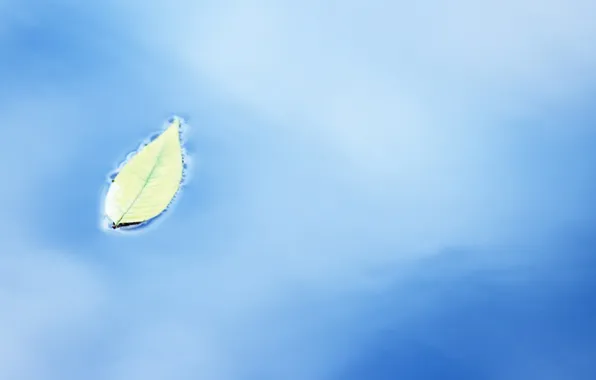 Leaves, water, yellow
