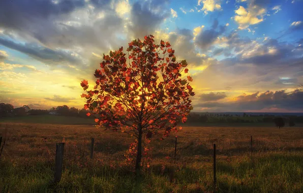 Picture autumn, sunset, tree