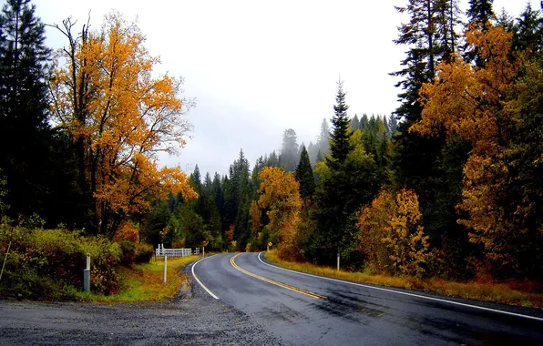 Picture The sky, Nature, Road, Fog, Autumn, Trees, Forest, Leaves