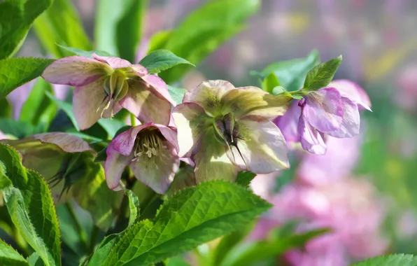 Flowers, freshness, background, beauty, hellebore, Helleborus