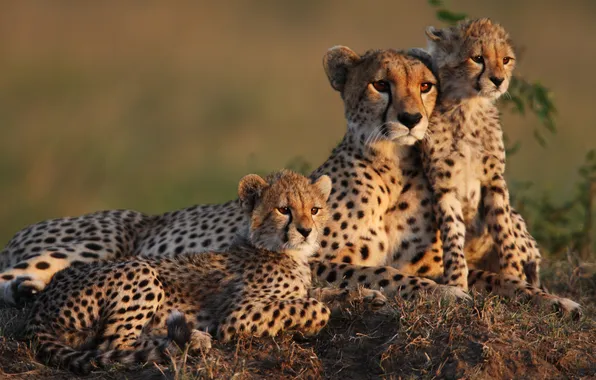 Cheetah, mom, cubs, cheetahs