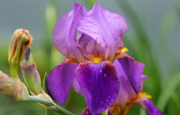 Purple, macro, petals, iris, iris