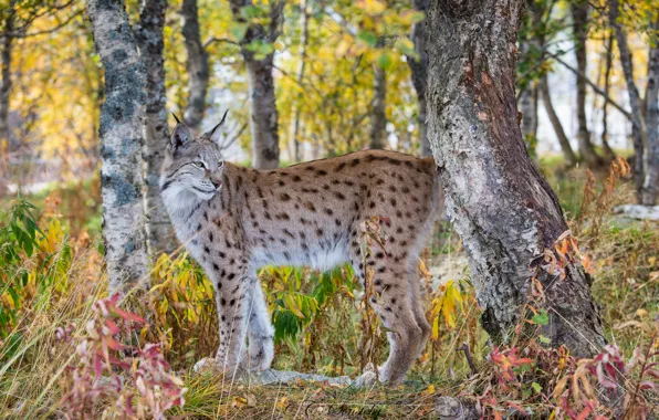 Picture autumn, forest, predator, lynx