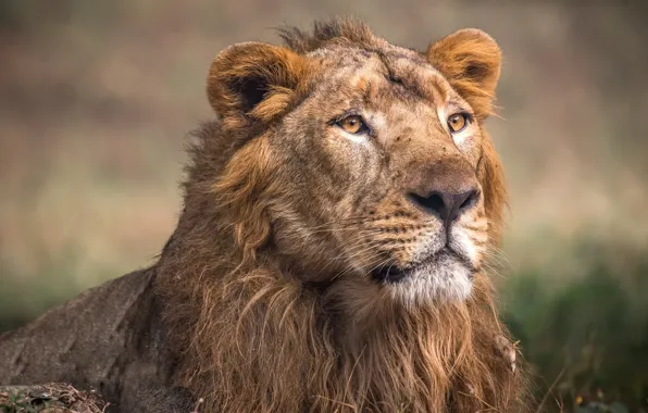 Nature, Leo, beast