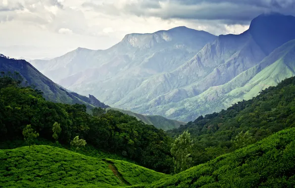 The sky, mountains, India, Munnar, tea plantations