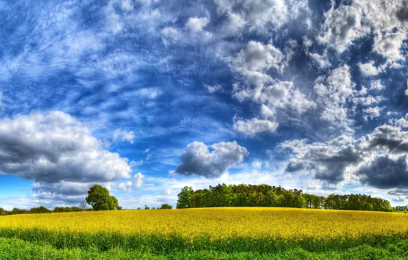 Picture field, the sky, clouds, yellow