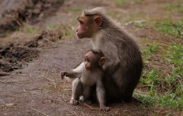 Monkey, pair, monkey, cub, mom