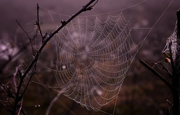 Drops, branches, Rosa, web, morning, water drops