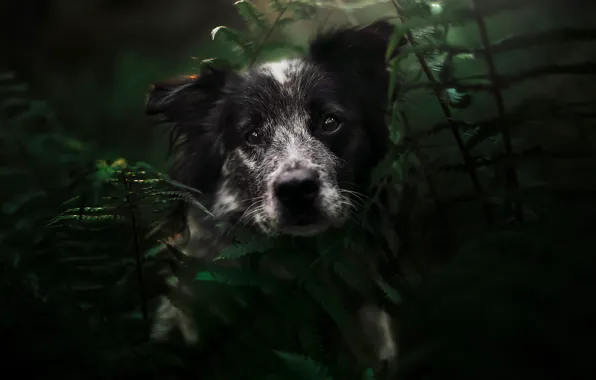 Look, nature, the dark background, portrait, dog, puppy, face, fern