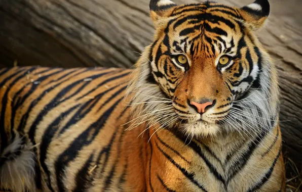 Look, face, tiger, portrait, log