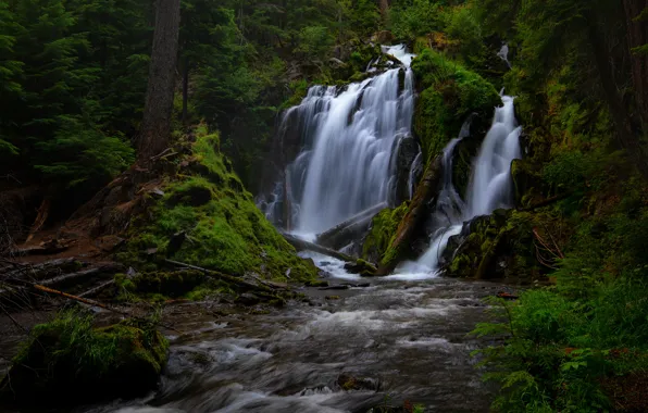 Picture forest, thickets, waterfall, log, twilight