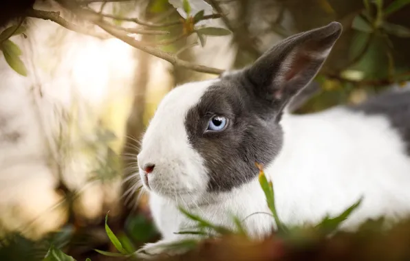 Grass, look, light, branches, nature, hare, rabbit, blue eyes