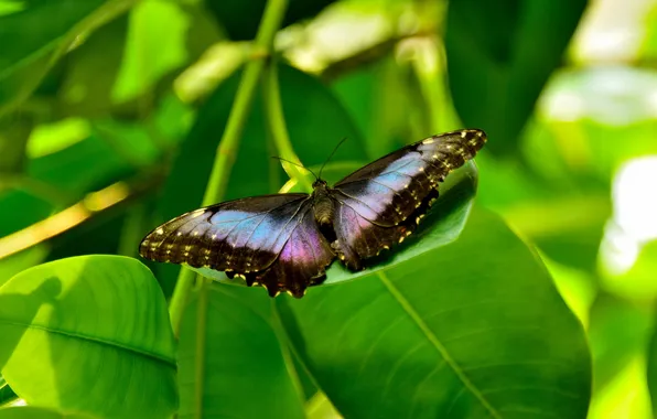 Leaves, microsemi, butterfly, wings, insect, beautiful, closeup